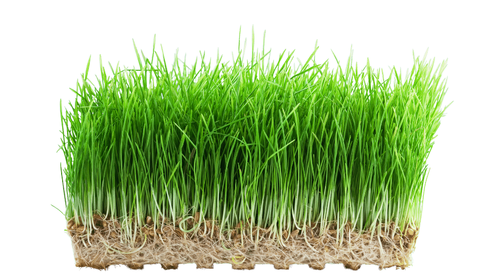 Buy Microgreens Blush, Salad Blends, Wheat Grass | Mountstribe | Beyond  Organics Company